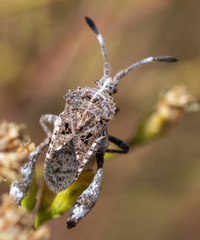 Merocoris curtatus