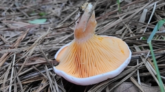 Lactarius salmoneus