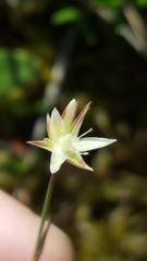 Juncus stygius americanus