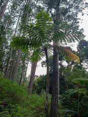 Sphaeropteris intermedia