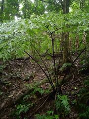 Ptisana attenuata