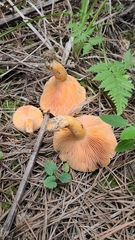 Lactarius salmoneus
