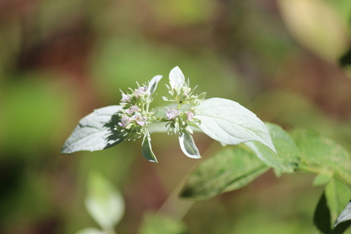Image of Whiteleaf Mountain Mint (Pycnanthemum albescens) by (c) Samuel A Schmid, PhD, PWS, some rights reserved (CC BY)