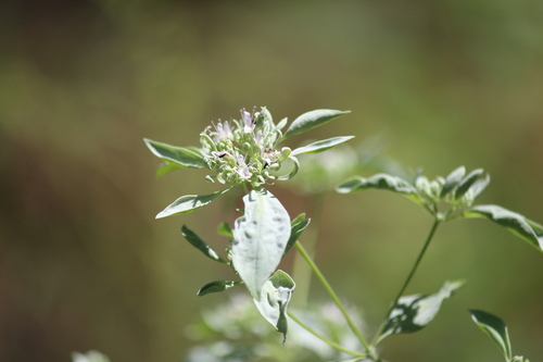 Image of Whiteleaf Mountain Mint (Pycnanthemum albescens) by (c) Samuel A Schmid, PhD, PWS, some rights reserved (CC BY)