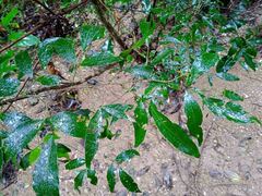 Arthroclianthus angustifolius