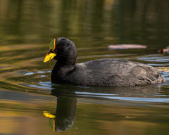 Red-Gartered Coot photo 2
