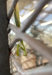 Mantis religiosa