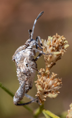 Merocoris curtatus
