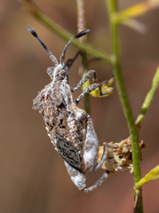 Merocoris curtatus