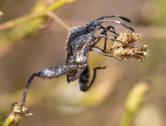 Merocoris curtatus