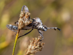 Merocoris curtatus