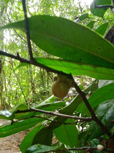 Diospyros samoensis observed 2022-08-02