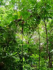 Basselinia eriostachys