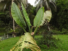 Alocasia robusta
