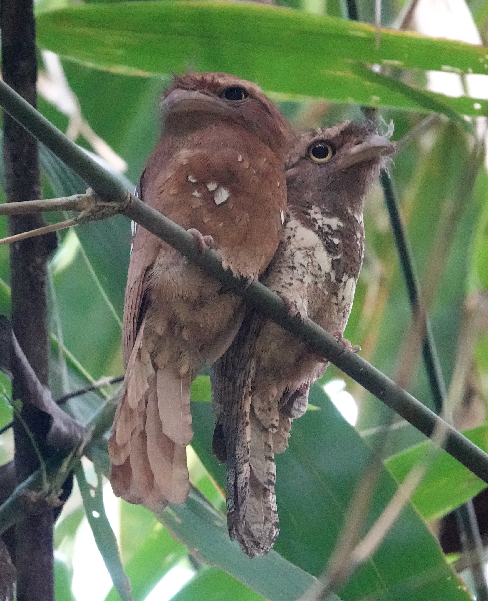 Javan Frogmouth illustration
