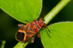 Graptostethus servus