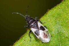 Oxycarenus luctuosus