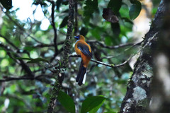 Harpactes whiteheadi