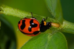 Coccinella repanda