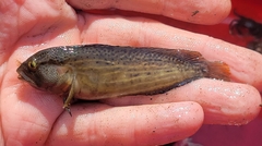 Chasmodes bosquianus