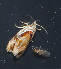 Zomaria interruptolineana