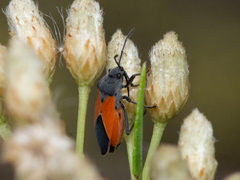 Melanopleurus bicolor