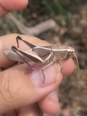 Paratylotropidia brunneri