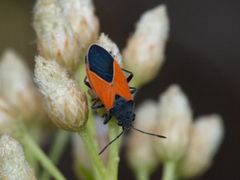 Melanopleurus bicolor
