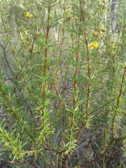Hypericum brachyphyllum