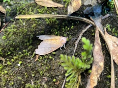 Euhampsonia formosana