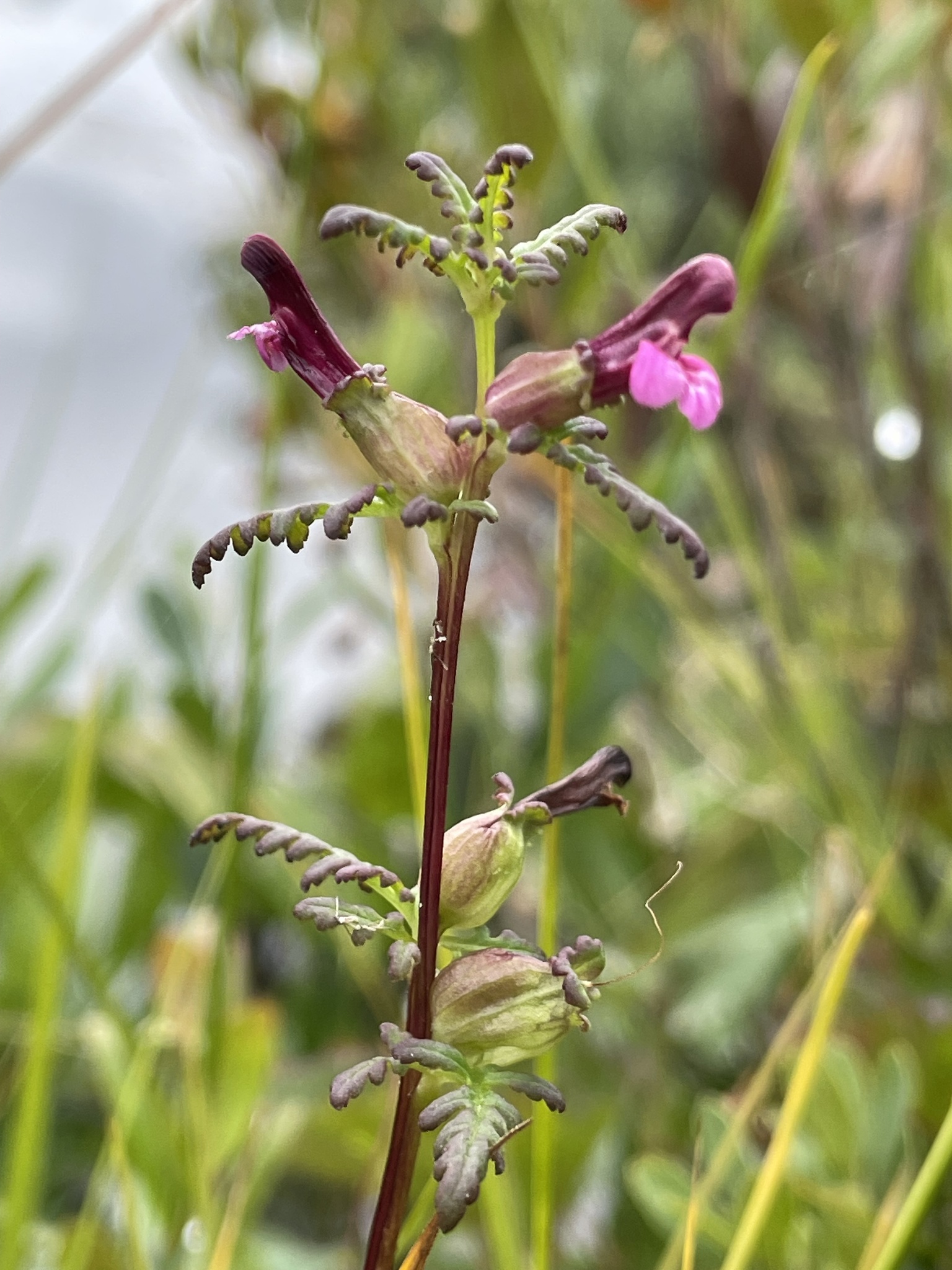 Pedicularis parviflora