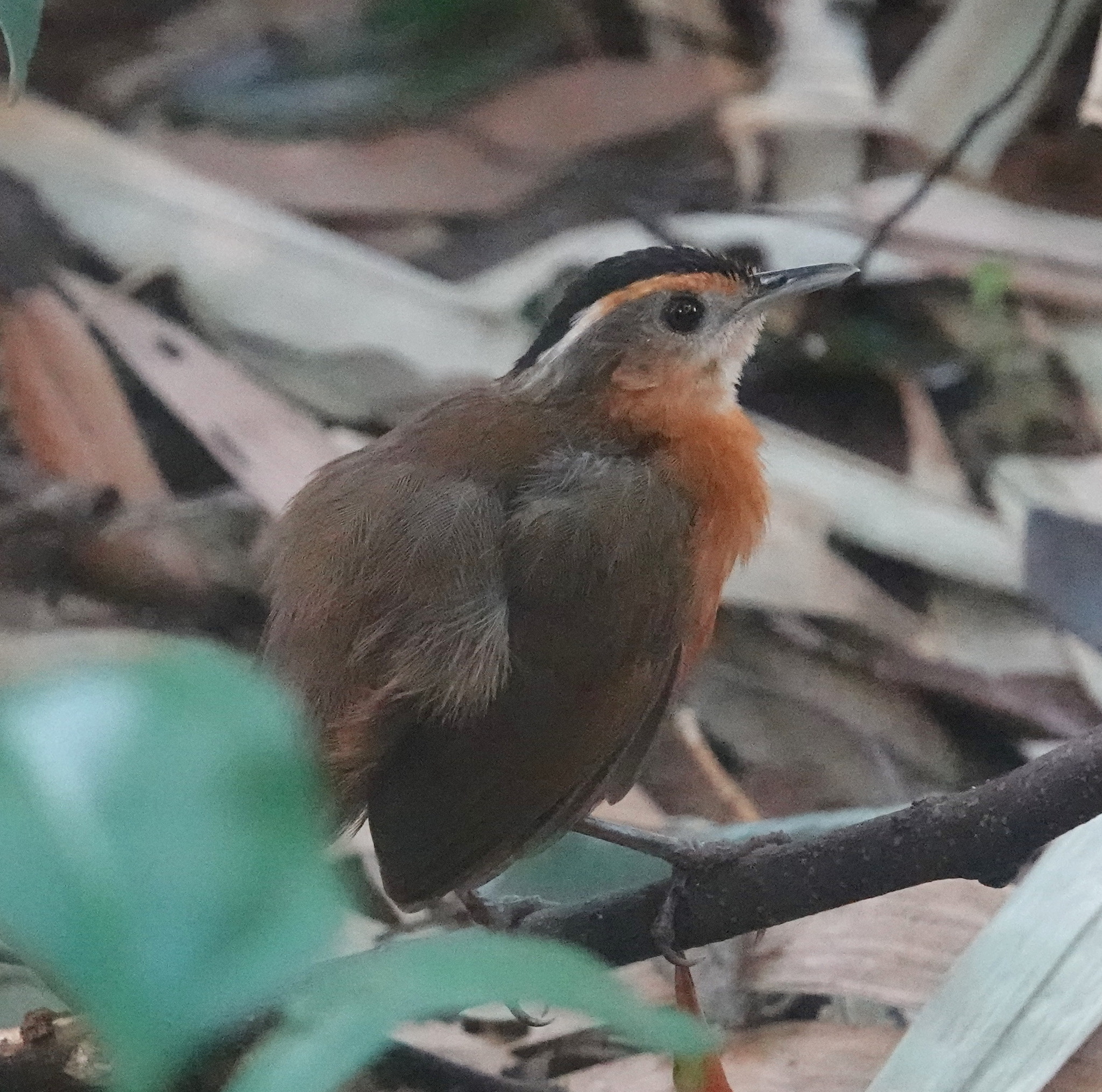 Javan Black-capped Babbler illustration