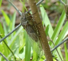 Megatibicen resonans