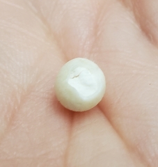 Bryoperdon acuminatum