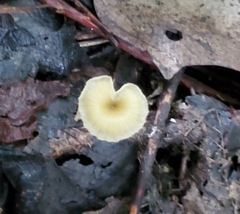 Gerronema subclavatum