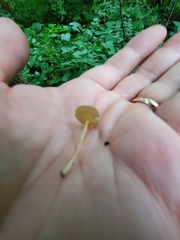 Gerronema subclavatum