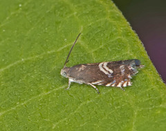 Grapholita interstinctana