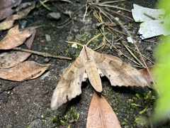 Marumba sperchius