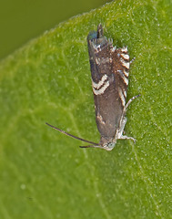 Grapholita interstinctana