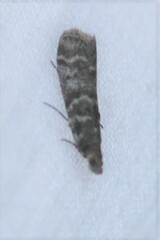 Ortholepis pasadamia