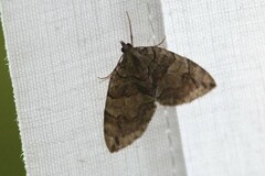 Hydriomena perfracta