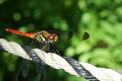 Sympetrum risi