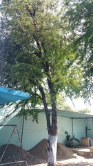 Tamarindus indica