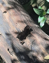 Achlyodes busirus rioja