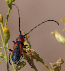 Crossidius discoideus