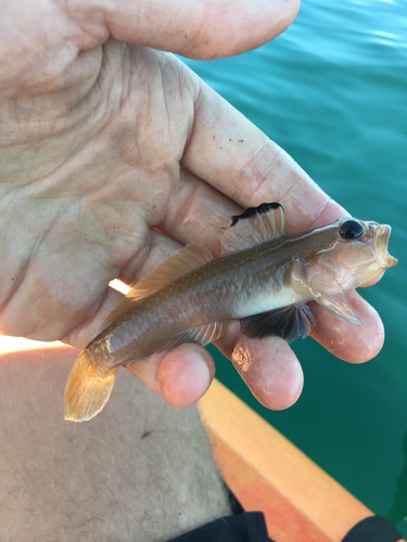 Blackeye goby (Rhinogobiops nicholsii) — Gobiidae — 2