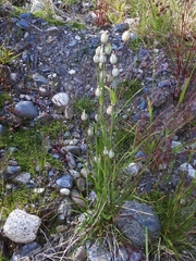 Silene uralensis