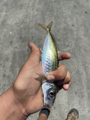 Trachurus symmetricus