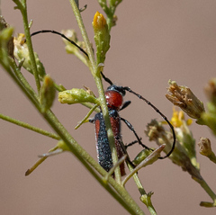 Crossidius discoideus