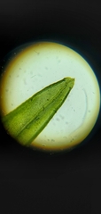 Orthotrichum pusillum